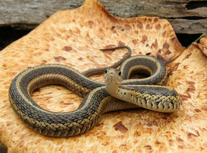 Eastern Garter Snake